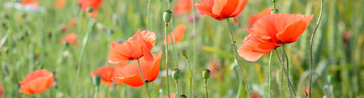 Remembrance Sunday