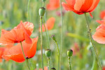 Remembrance Sunday
