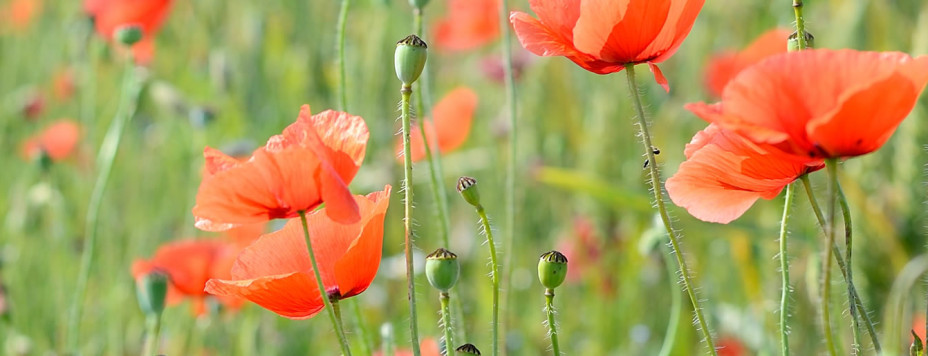 Remembrance Sunday