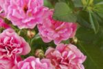 Flowers - Mother's Day