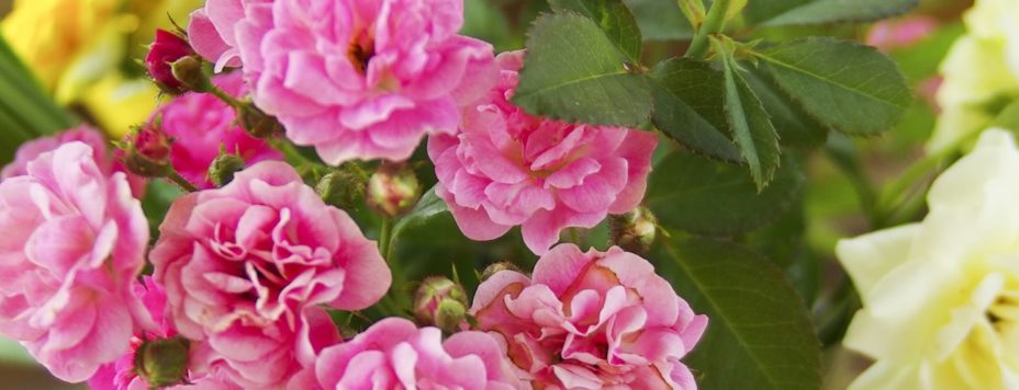 Flowers - Mother's Day