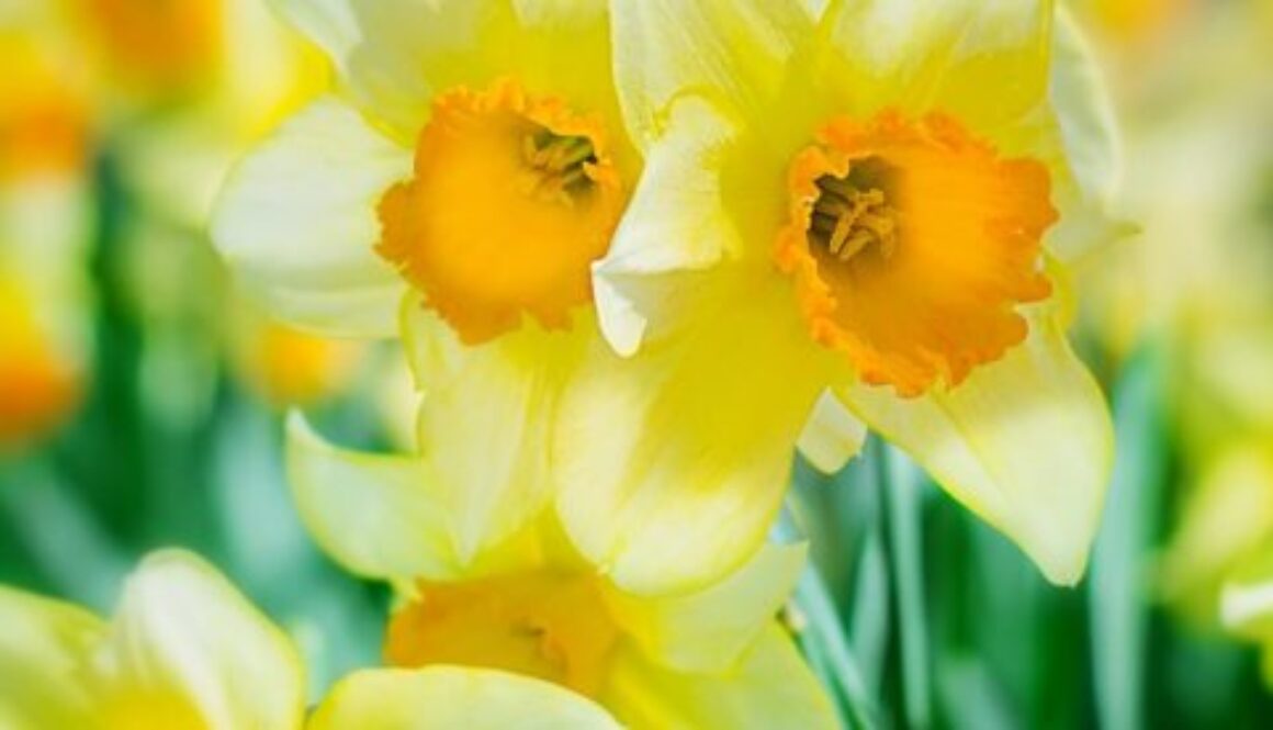 Spring daffodils