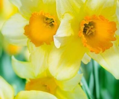Spring daffodils
